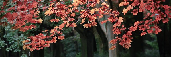 Liście, Park, Drzewa, Czerwone