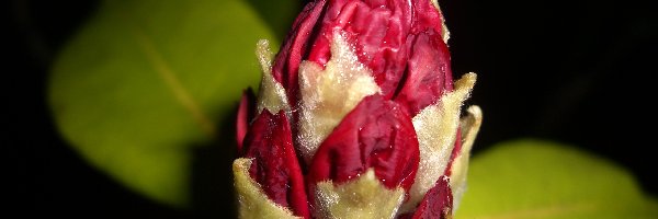 Pąk, Rododendron