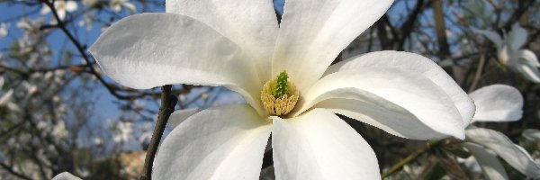 Magnolii, Kwiat, Biały