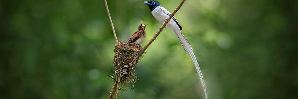 Gniazdo, Gałązka, Ptaki