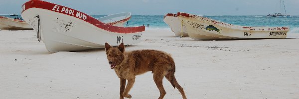 Łódki, Pies, Plaża