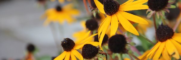 Kwiaty, Żółte, Rudbekia