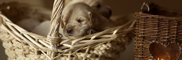 Szczeniaczki, Golden Retriever, Koszyk, Dwa