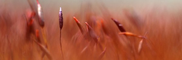 Makro, Źdźbło, Mech