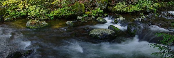 Kamienie, Rzeka, Las