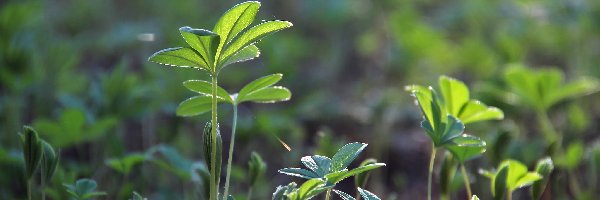 Rośliny, Liście, Zielone, Młode