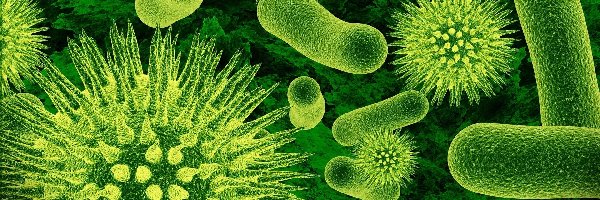 Zieleń, Mikroskopowy, Obraz, Bakterie