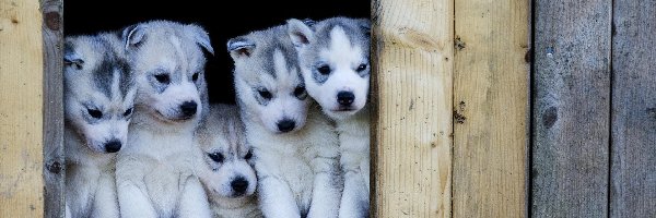 Husky, Szczeniaki