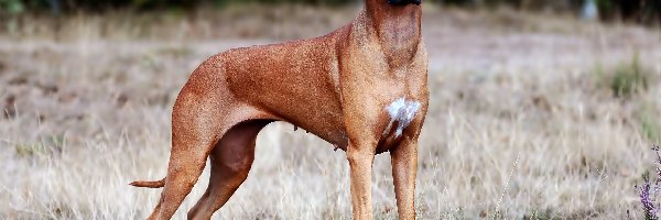 Rozmycie, Trawa, Rhodesian ridgeback