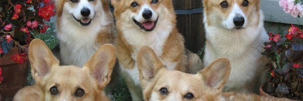 Pasterskie, Ogród, Welsh Corgi Pembroke, Psy