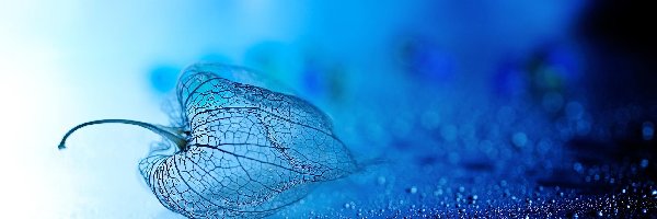 Kropelki, Krople, Miechunka