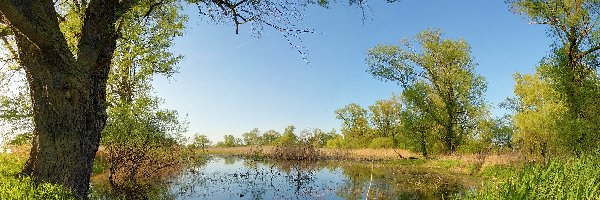 Rośliny, Drzewa, Mokradła