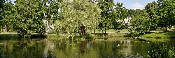 Park, Obłoki, Staw, Światło, Przebijające