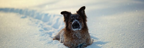 Pies, Śniegu, Dużo, Zima