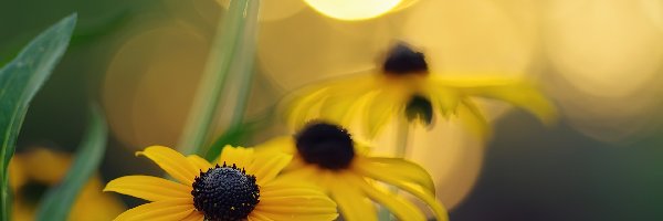 Rudbekie, Żółte