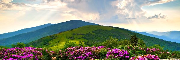 Krzewy, Zieleń, Rododendron, Góry