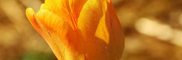 Tulipan, Rosy, Krople, Żółty