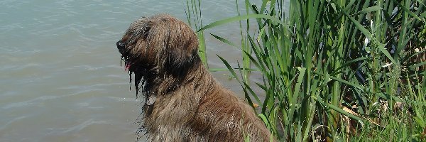 Woda, Owczarek Francuski Briard