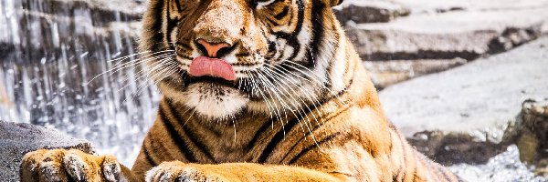 Język, Tygrys, Kot