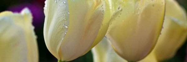 Tulipany, Wody, Krople, Białe