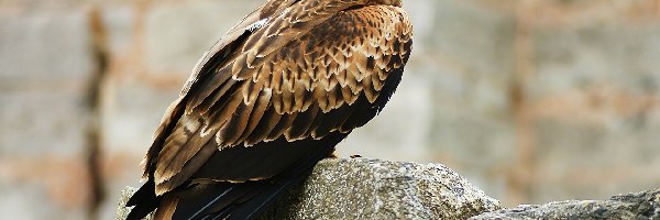 Kamienie, Kania Ruda