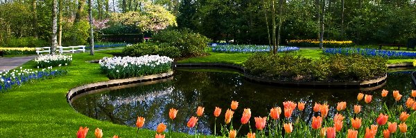 Keukenhof, Tulipany, Staw, Park