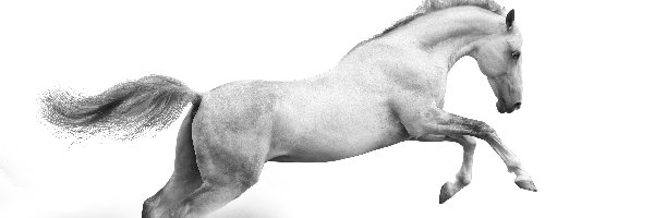 Koń, Galop, Biały, Czarno-Białe, Piach