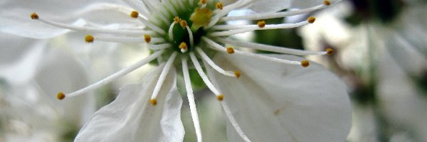 Wiśni, Kwiat, Biały