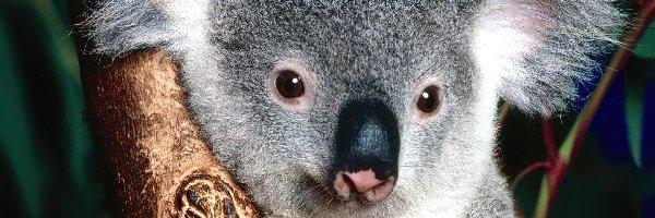 Drzewo, Nos, Koala