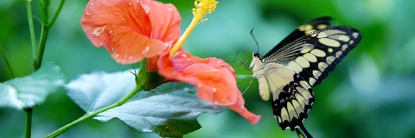 Hibiskus, Paź królowej, Motyl, Kwiat