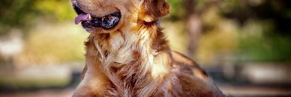 Retriever, Golden, Zdyszany