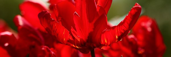 Kwiaty, Tulipany, Czerwone