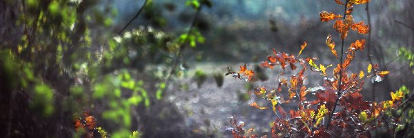 Liście, Rośliny, Drzewa, Jesienne