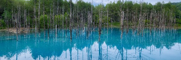 Błękitny, Hokkaido, Staw, Drzewa, Japonia