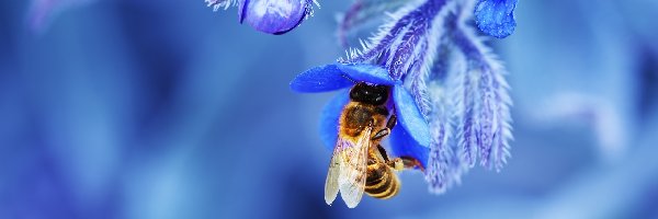 Kwiatki, Niebieskie, Pszczoła