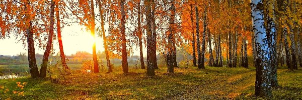 Jesień, Liście, Rzeka, Brzozowy, Las, Słońca, Promienie