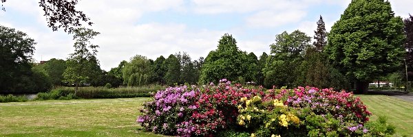 Park, Różaneczniki, Azalie, Ogród