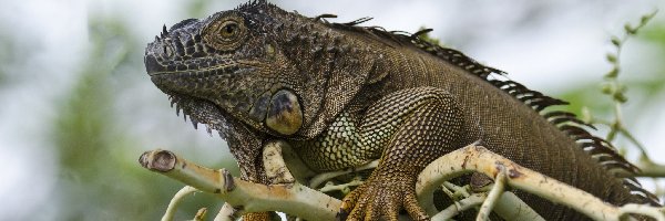 Gałąź, Iguana, Gad