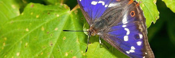 Liście, Motyl, Niebieski, Zielone