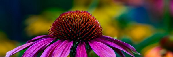 Jeżówka, Echinacea, Kwiat