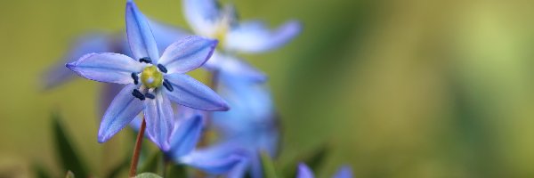 Kwiaty, Niebieskie, Cebulice Syberyjskie