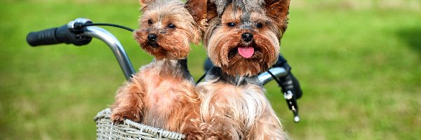 Rower, Koszyk, Yorkshire Terrier