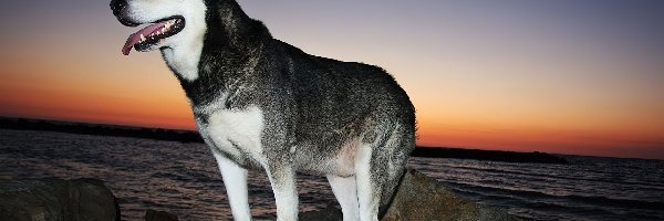 Skała, Zachód Słońca, Morze, Siberian Husky