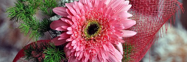 Dekoracja, Gerbera, Różowa