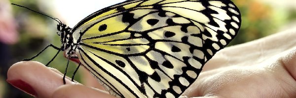 Dłoń, Motyl
