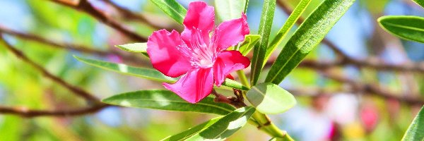 Oleander, Kwiat, Różowy