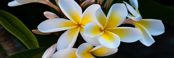 Listki, Plumeria, Kwiaty