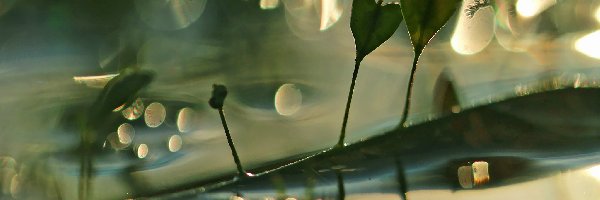 Odbicie, Roślina, Serduszka, Woda, Pospolity, Tasznik