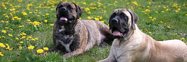 Dwa, Trawa, Bullmastiff, Amstaff, Mlecze, Leżące, Psy, Łąka