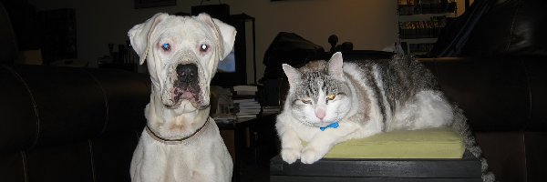 Amstaff, Kotek